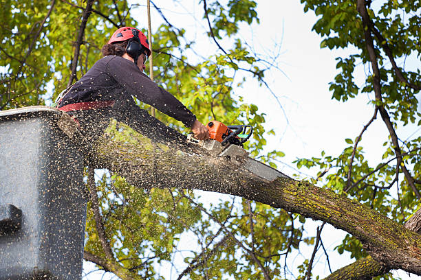  Littlefield, TX Tree Service Pros